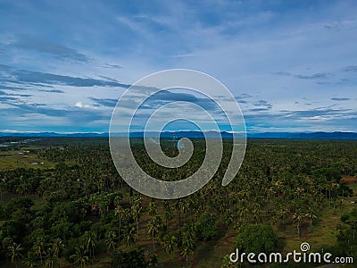 Coconut green field top view Stock Photo