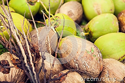 Coconut green on the grass Stock Photo