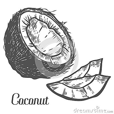 Coconut Hand drawn. Botany vector illustration. Doodle of healthy nutrient food. Vector Illustration