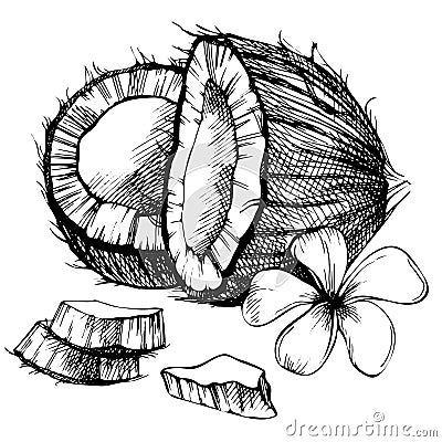 Coconut hand drawn sketch. Vector Illustration