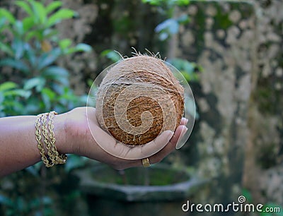 Coconut in the hand of a lady Stock Photo