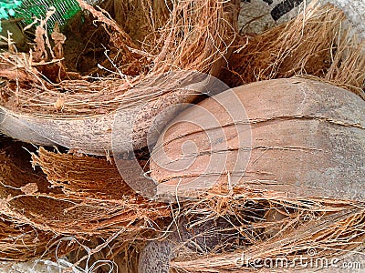 Coconut husk Stock Photo