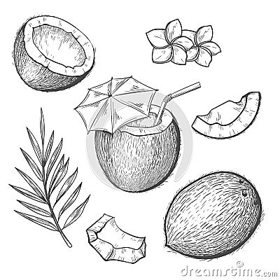 Coconut ingredients engraving Vector Illustration