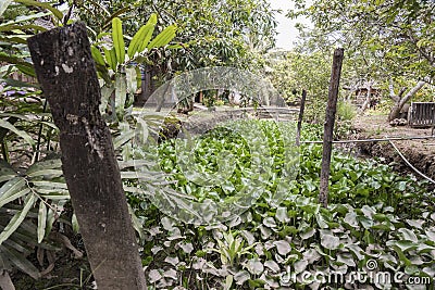 Coconut Island Mekong Delta Stock Photo