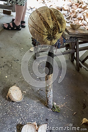 Coconut Island Mekong Delta Stock Photo