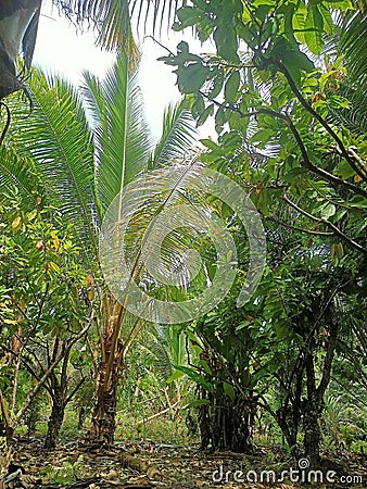 Coconut and kakao Stock Photo