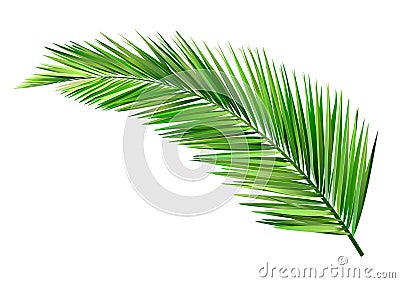 Coconut leaf Vector Illustration