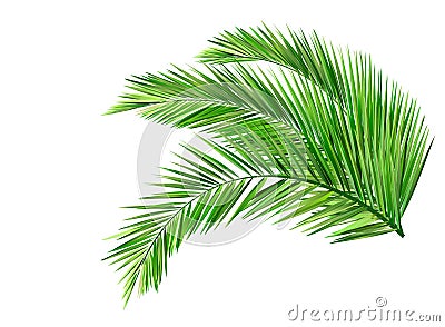 Coconut leaves Vector Illustration