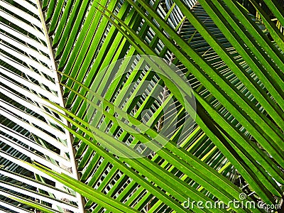 Coconut Leaves Stock Photo