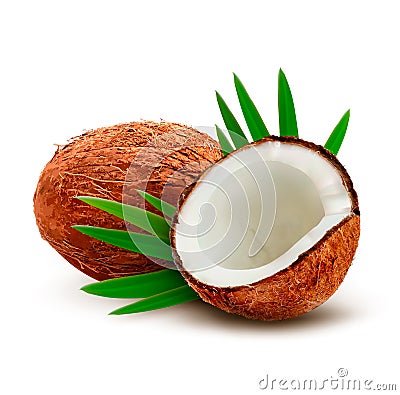 Coconut with leaves. Vector Illustration