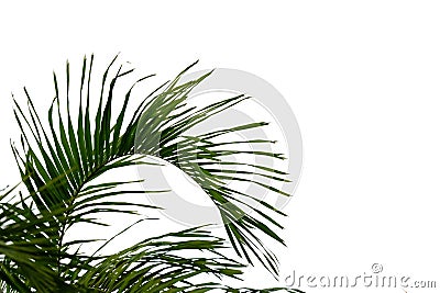 Coconut leaves with branches on white isolated background for green foliage backdrop Stock Photo