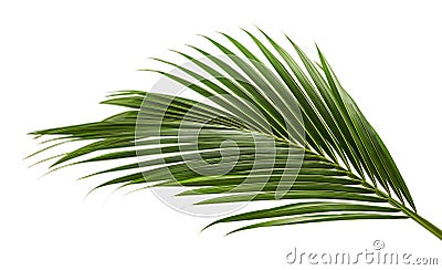 Coconut leaves or Coconut fronds, Green plam leaves, Tropical foliage isolated on white background with clipping path Stock Photo