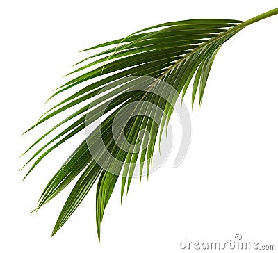 Coconut leaves or Coconut fronds, Green plam leaves, Tropical foliage isolated on white background with clipping path Stock Photo