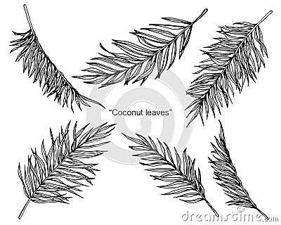 Coconut leaves drawing and sketch. Vector Illustration