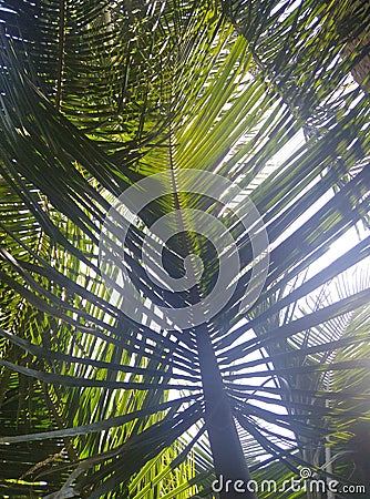 coconut leaves in the rising morning sun Stock Photo