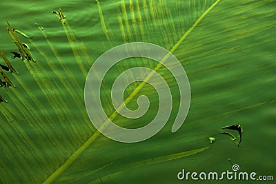 Coconut leaves in the water Stock Photo