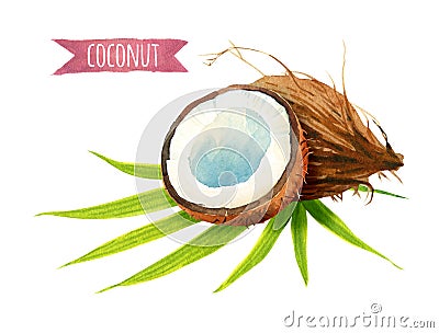 Coconut with leaves, watercolor illustration with clipping path Cartoon Illustration