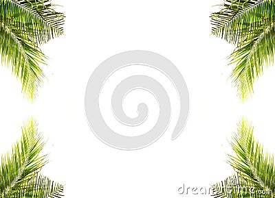 Coconut leaves on white background Stock Photo