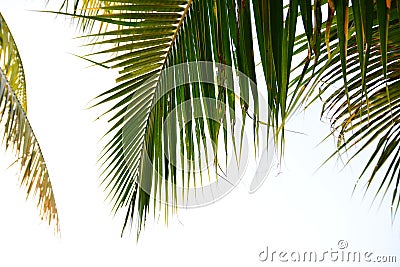 Coconut leaves Stock Photo