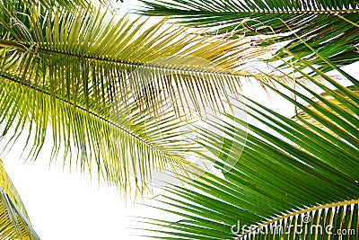 Coconut leaves Stock Photo