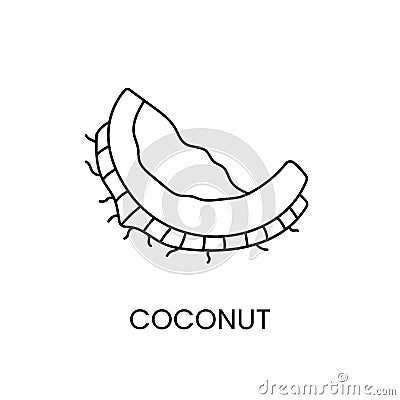 Coconut line icon in vector, nut illustration Vector Illustration