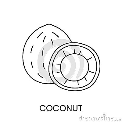 Coconut line icon in vector, nut illustration Vector Illustration