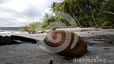 Coconut at Montezuma beach Stock Photo