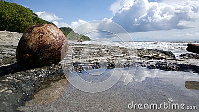 Coconut at Montezuma beach Stock Photo