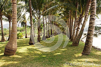 Coconut palm alley in koh chang island, Thailand Stock Photo