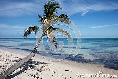 Coconut Palm on Caribbean Island Stock Photo