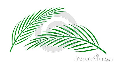 Coconut palm leaf isolated on white background, coconut stem, clip art of plam tree leaf green, cycad leaf illustration simple, Vector Illustration