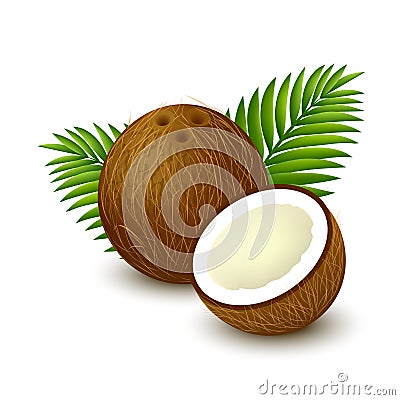 Coconut with palm leaves Vector Illustration
