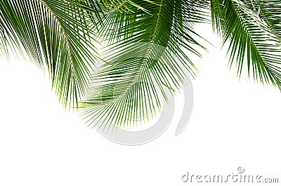 Coconut palm leaves isolated on white background Stock Photo