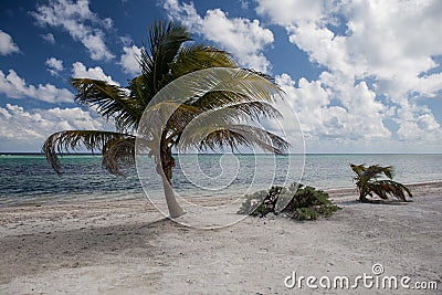 Coconut Palm on Sandy Beach Stock Photo