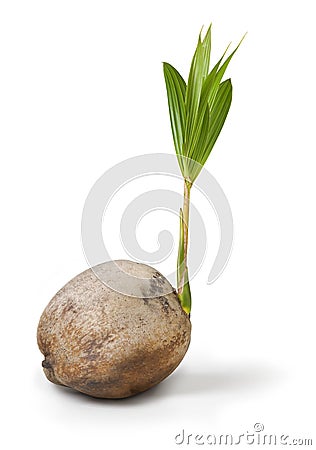 Coconut Palm Tree Stock Photo