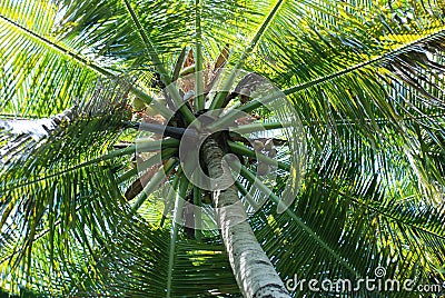 Coconut palm tree Stock Photo
