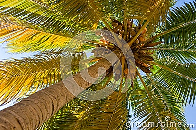 Coconut palm tree Stock Photo