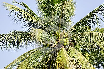 Coconut palm tree in Bagan, Myanmar Editorial Stock Photo