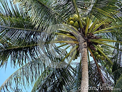 The perspective under the coconut palm tree with coconut balls Stock Photo