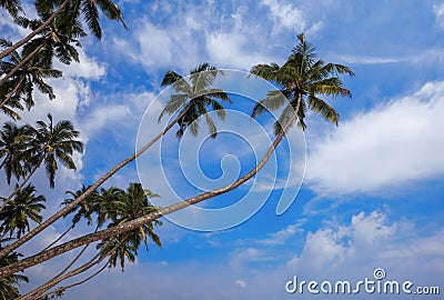 Coconut palm Stock Photo