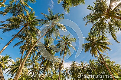 Beautiful green palm trees against blue sky. Tropical nature landscape view. Peaceful nature concept, serene solitude background Stock Photo