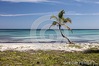Coconut Palm Tree on Caribbean Island Stock Photo