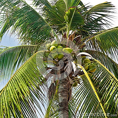 Coconut palm tree with coconuts Stock Photo