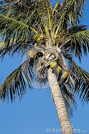 Coconut Palm Tree, Cocos nucifera, with a blue sky Stock Photo