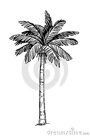 Coconut palm tree Vector Illustration