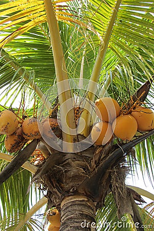 Coconut Palm Stock Photo