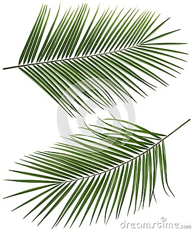 Coconut palm tree long leaves set 2 isolated Stock Photo