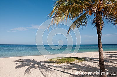 Coconut palm tree and ocean Stock Photo