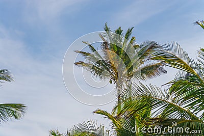 Coconut palm tree plantation view from bottom floor Stock Photo
