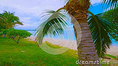 Coconut Palm tree on the sandy beach in Hawaii, Kauai || palm trees on background of blue sky Stock Photo